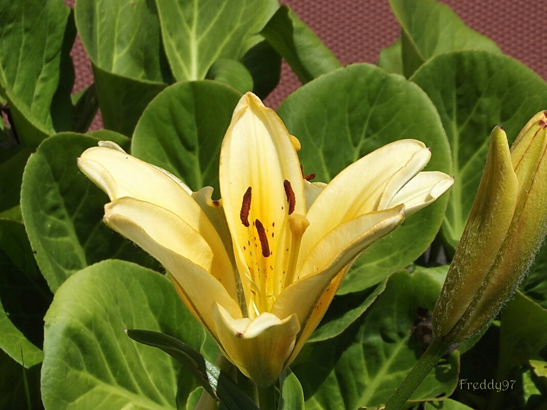 Лилия - Freddy 97