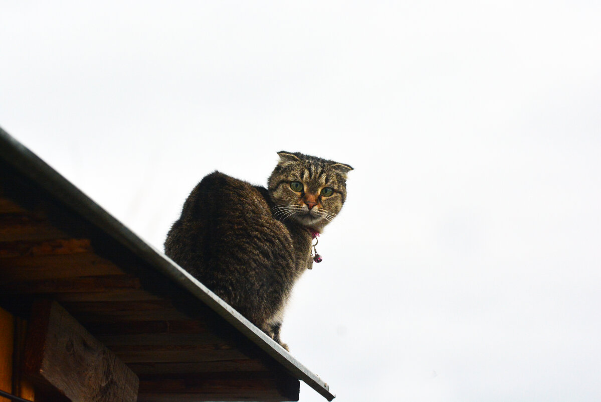 сверху лучше видно - леонид логинов