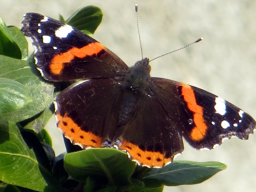 Ноябрьская бабочка - Татьяна Львова