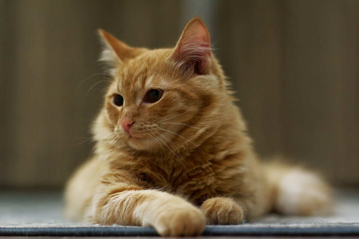 Король подоконника - Вячеслав Алтай