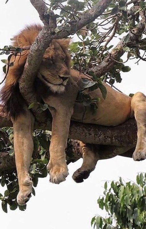 Lion King - Валерий Кокорев