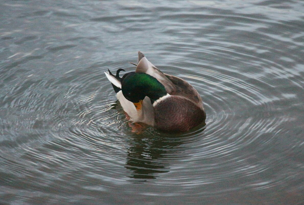 *** - Наталья Герасимова