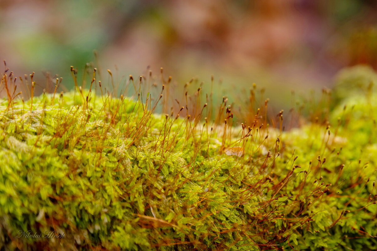 Кукушкин лён... - Николай Гирш
