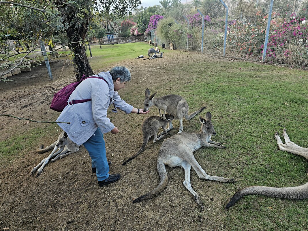 Кенгурятник - Аркадий Басович