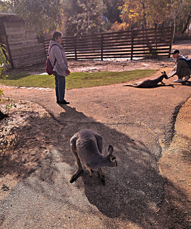 Кенгурятник - Аркадий Басович