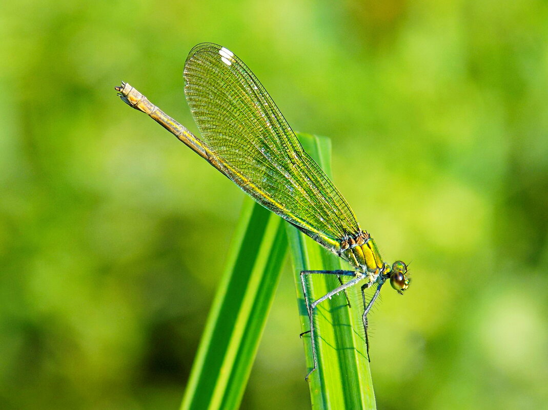 Красотка на листе осоки - Константин Штарк