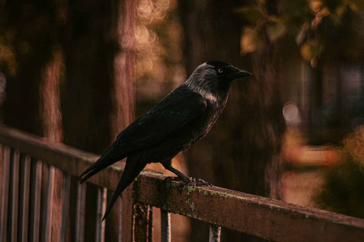 Грациозная птица - Анастасия Ильина