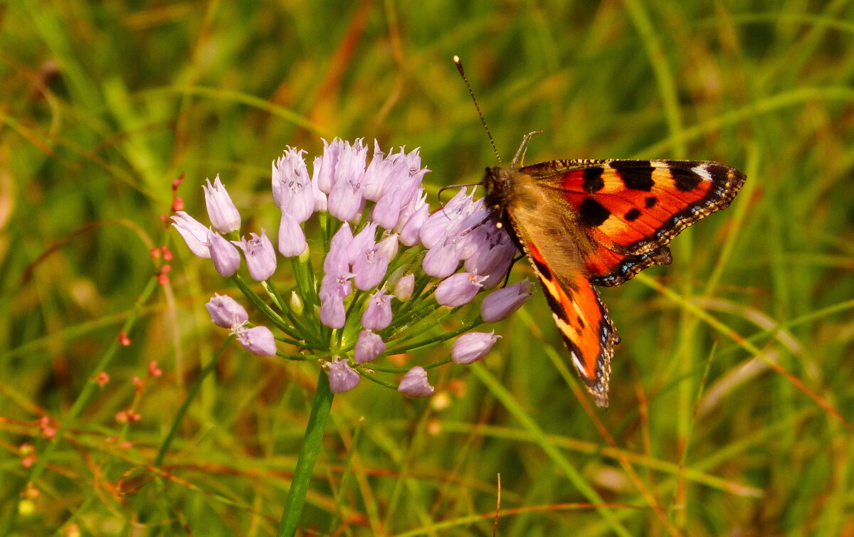 опять про бабочек...57 - Александр Прокудин