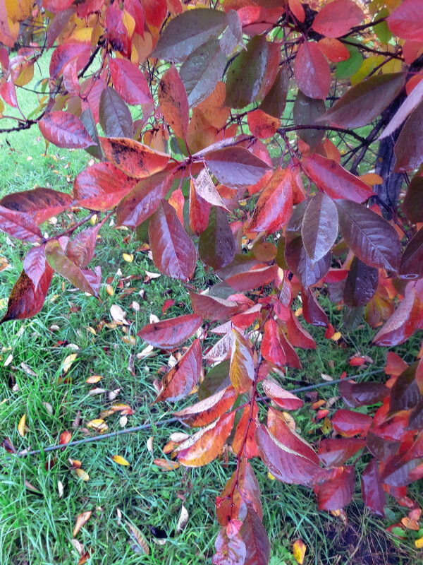 *** - Сергей Кочнев