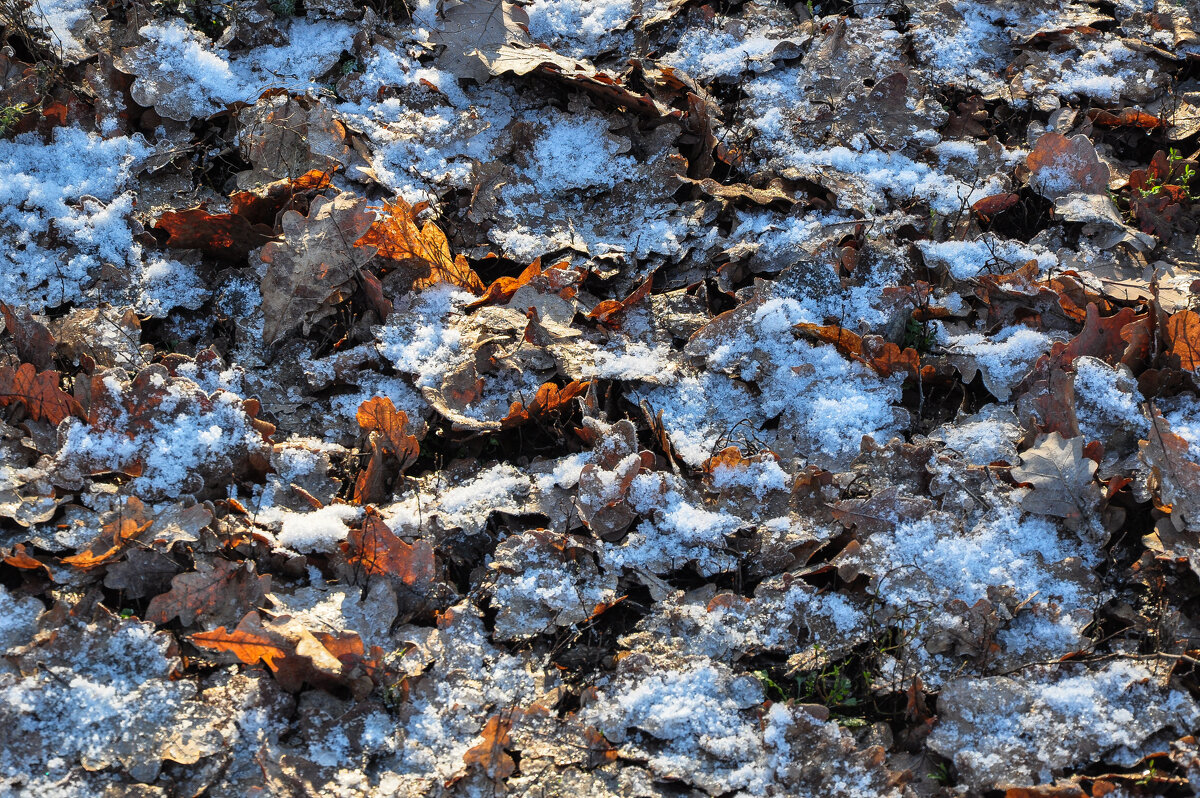 Под дубами первый снег - Татьяна Машошина