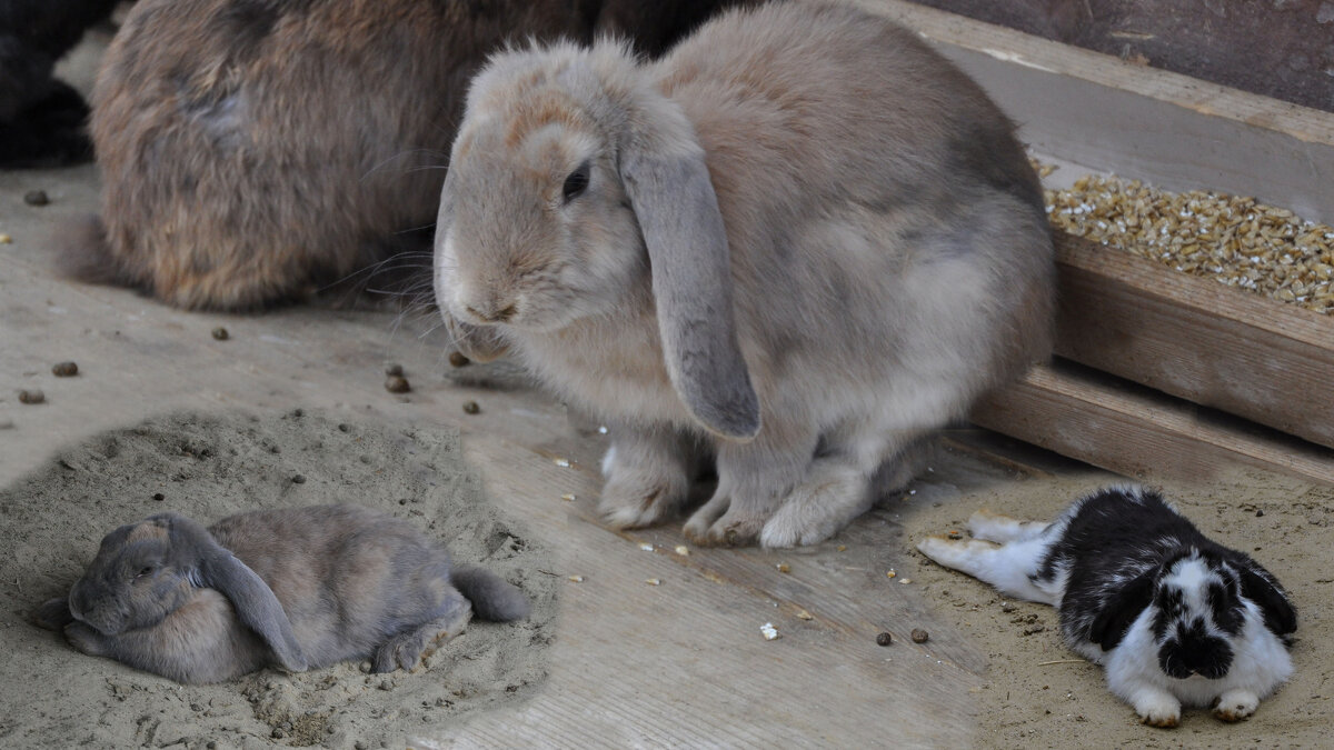 Братцы кролики (коллаж) - Татьяна Машошина