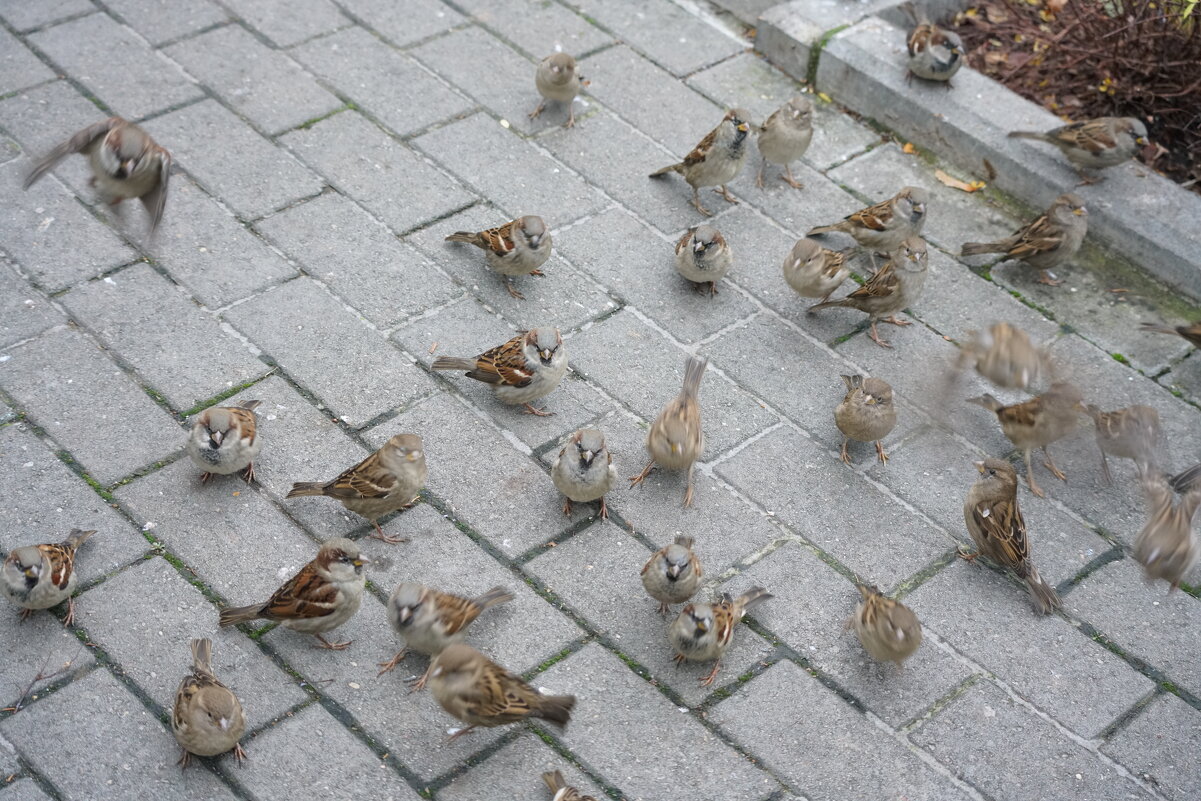 *** - Иван Литвинов