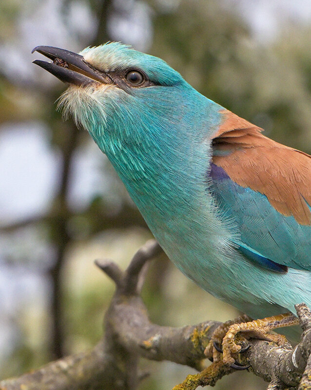 Ракша - Maxim Lanin