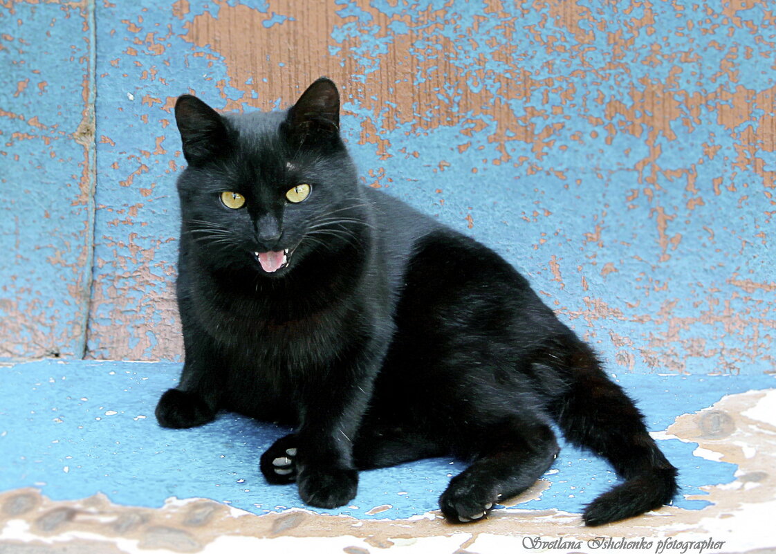 Чёрный кот. - Светлана Ищенко