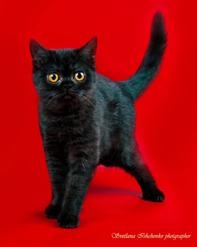 Скоттиш-страйт (шотландская прямоухая ) - Светлана Ищенко Скоттиш-страйт (шотландская прямоухая ) - Светлана Ищенко