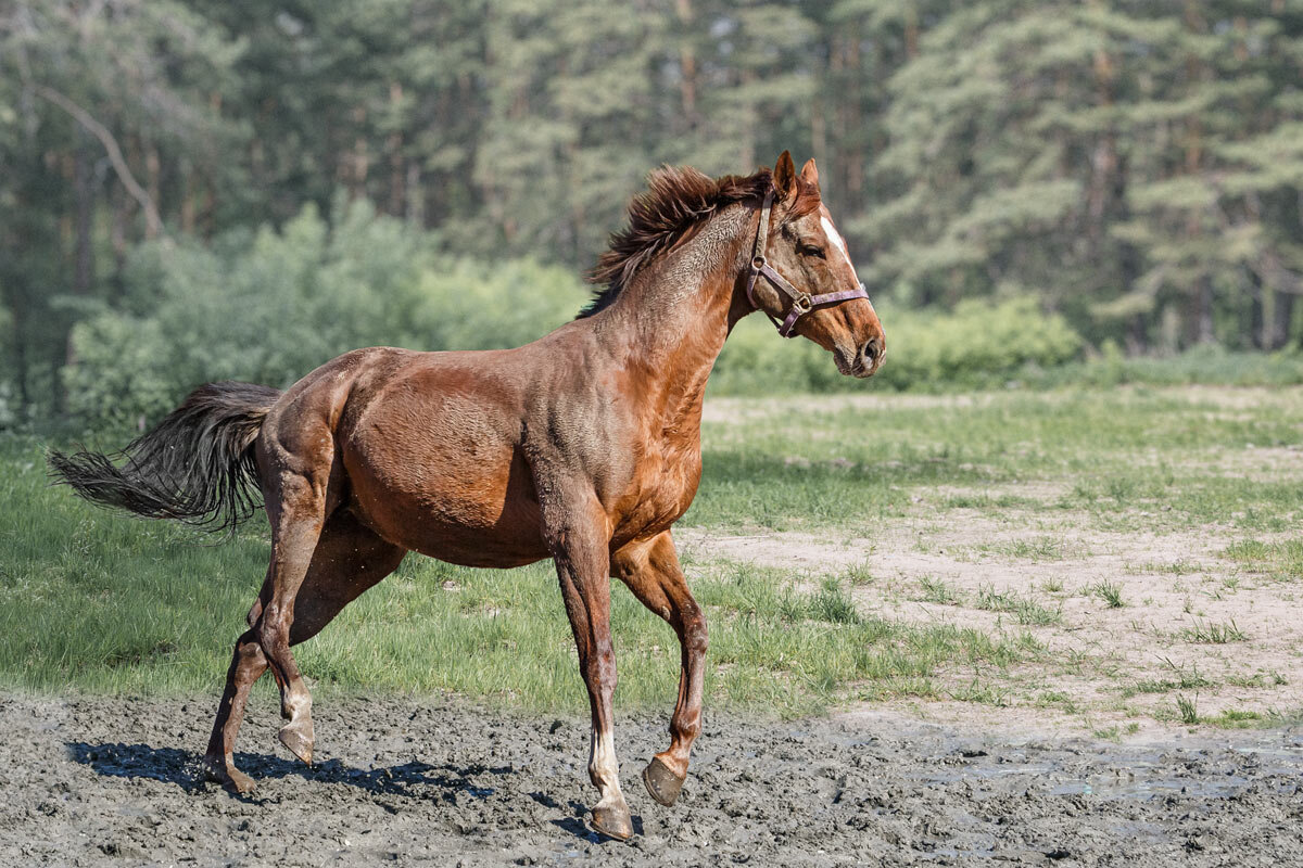 Жеребёнрк - SanSan 