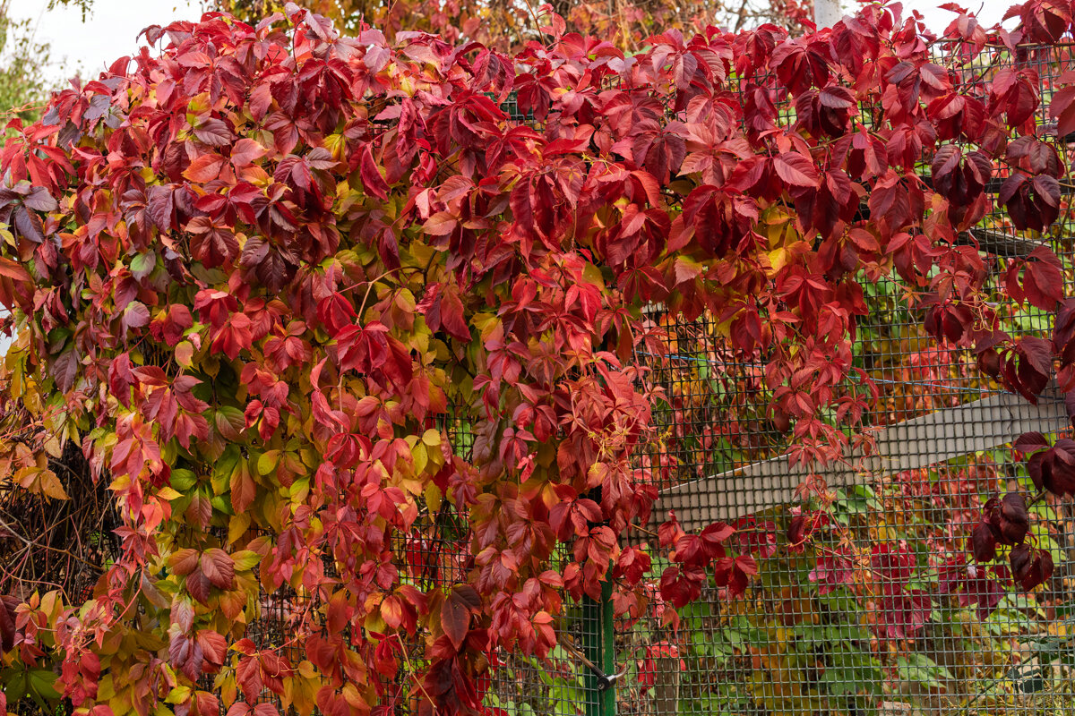 Девичий виноград - Игорь Сикорский