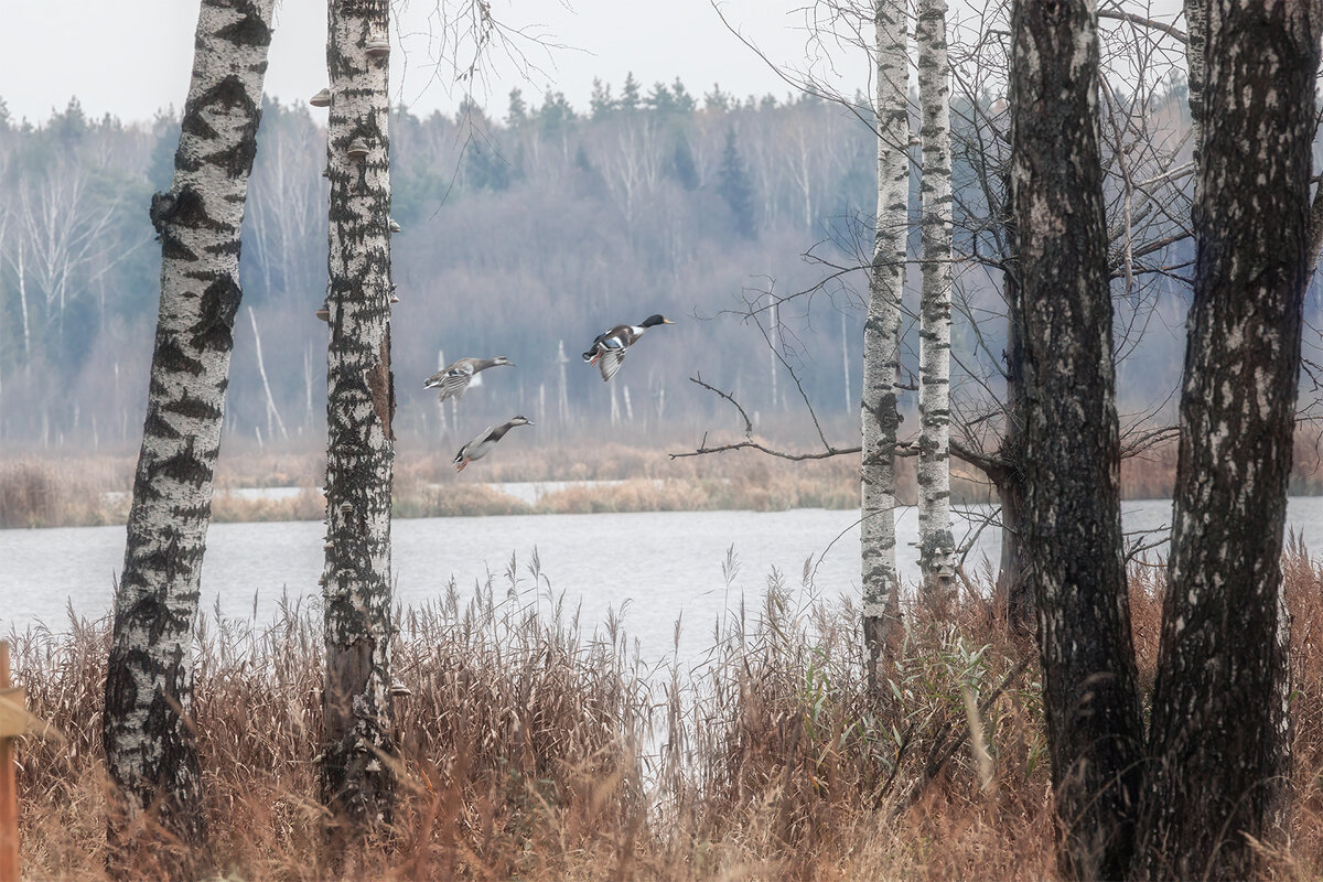 У озера. Взлёт уток. - Michel 