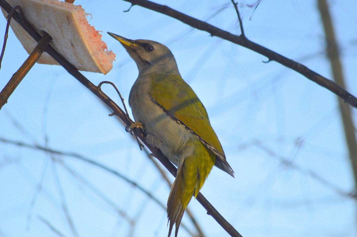 Дятел - Татьяна Лютаева
