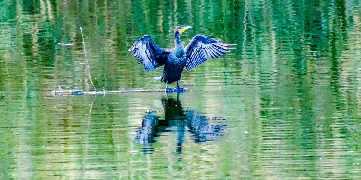 "Мои крылья - моя сушилка - Георгий А