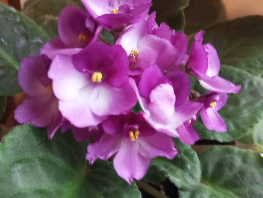 Фиалка - Елена Семигина