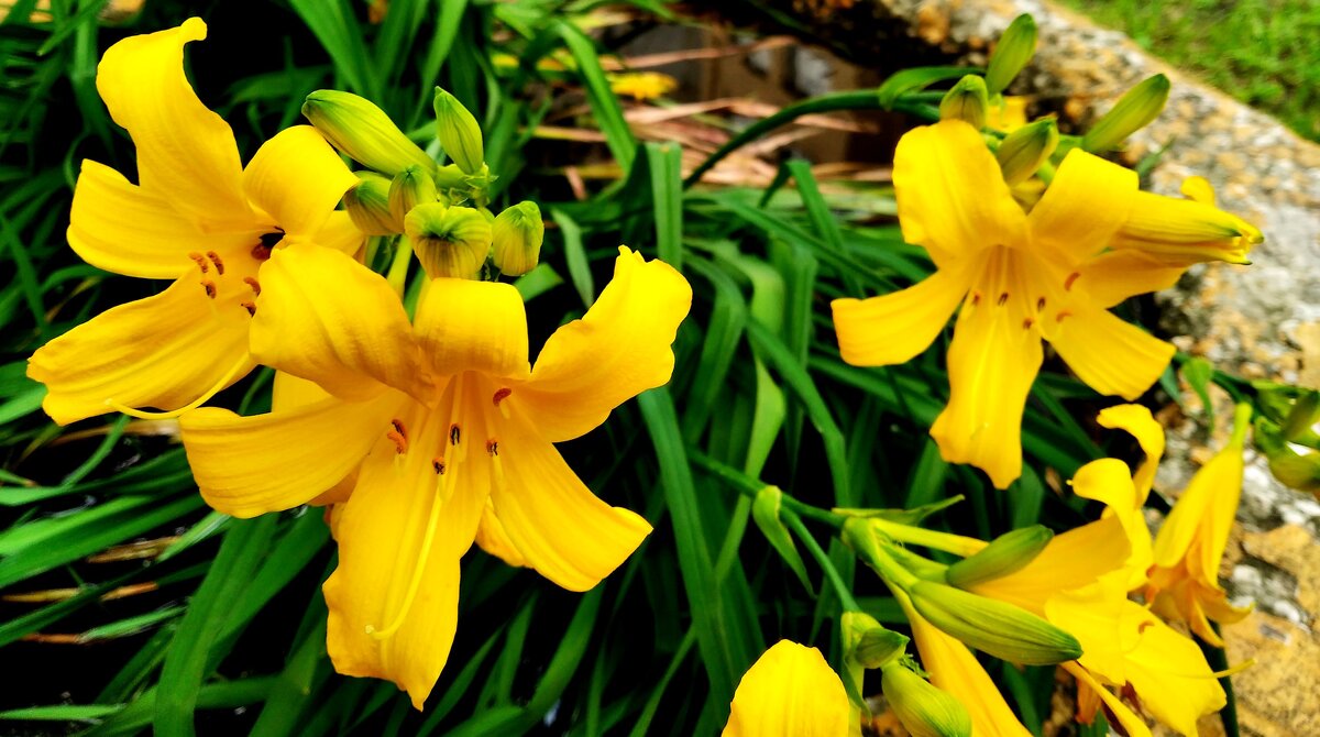 Солнечные - Елена Семигина