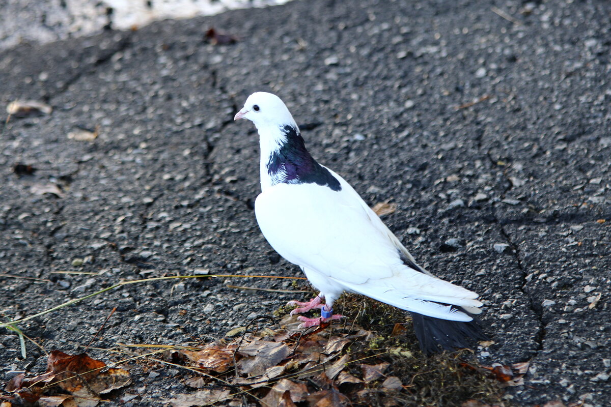 Морозное утро. - Сергей 