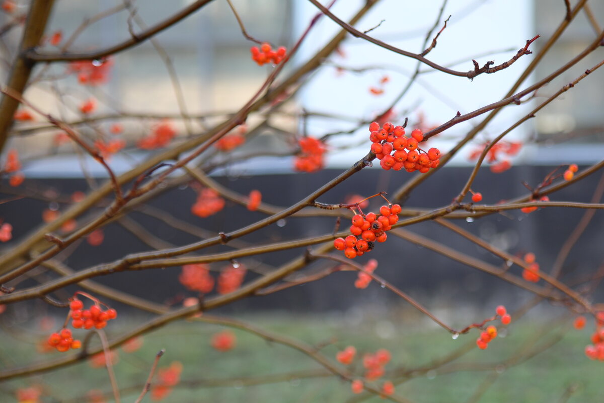 Морозное утро. Рябинка. - Сергей 