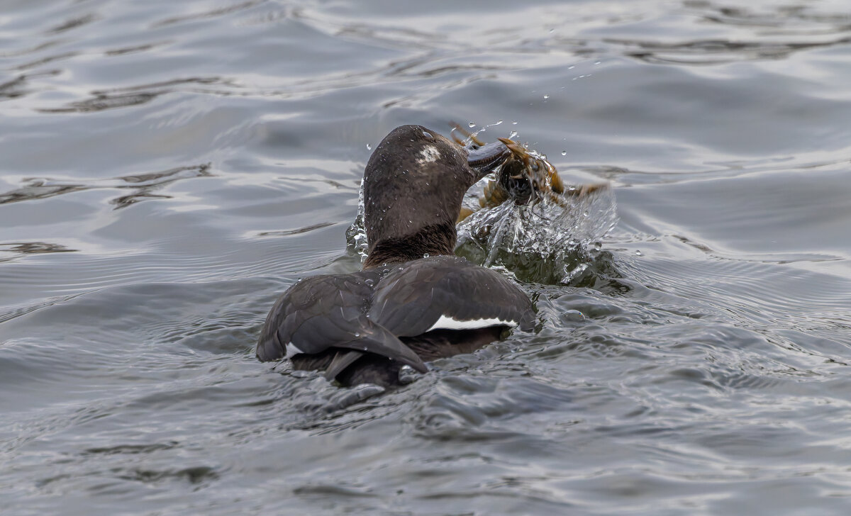 турпан. - юрий макаров