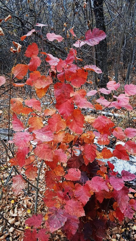 прекрасный октябрь - Елена Шаламова