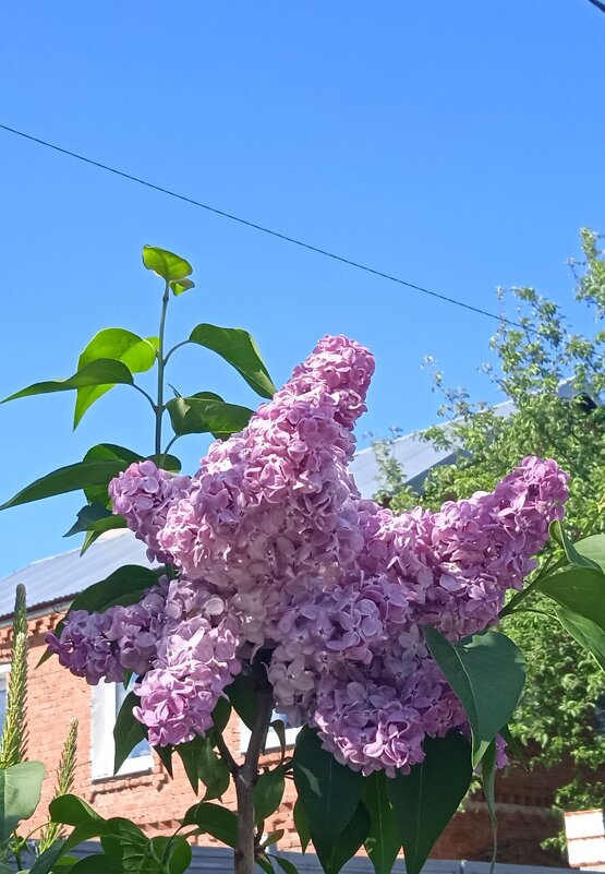 май - Елена Шаламова