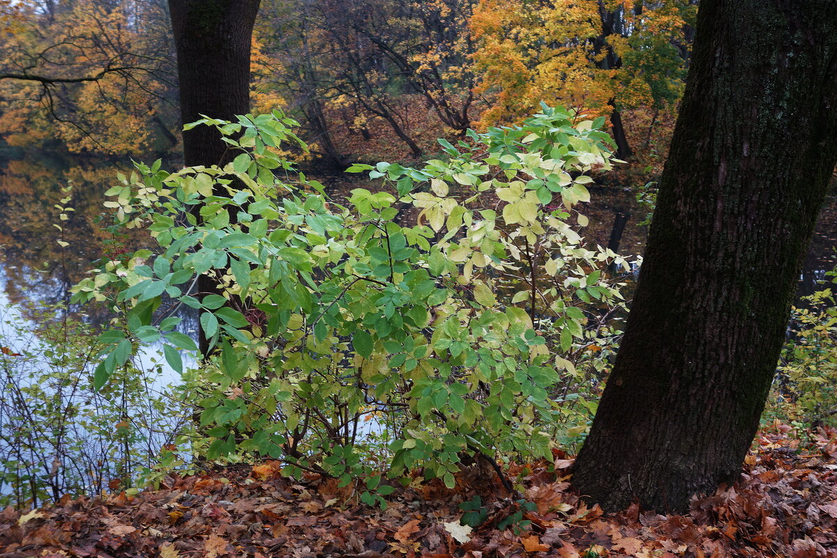 Ноябрьский этюд - Рита Симонова