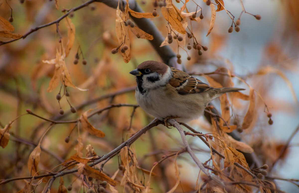 Воробьиная осень - Наталья Димова