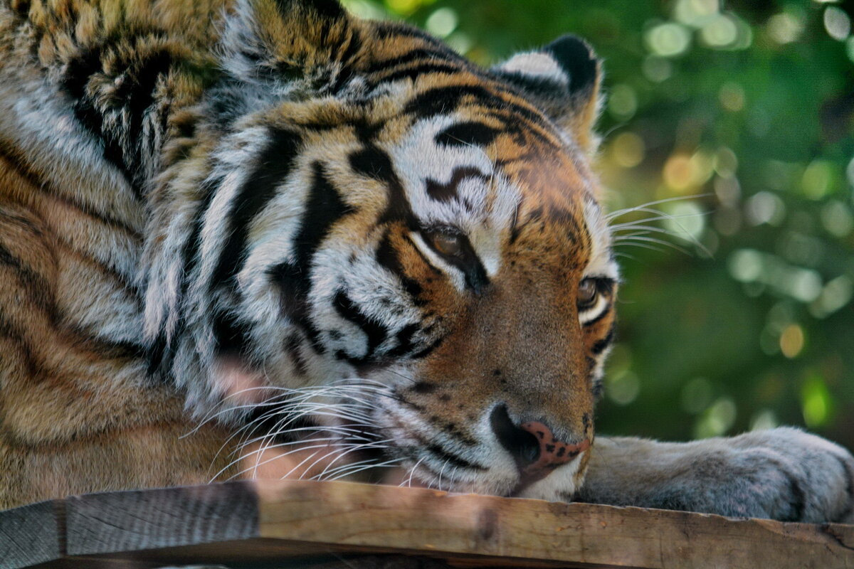 ... - Анастасия Смирнова