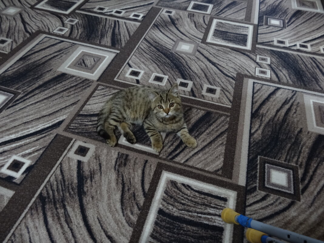 найди кота - СЕРГЕЙ ФИЛОЧКИН