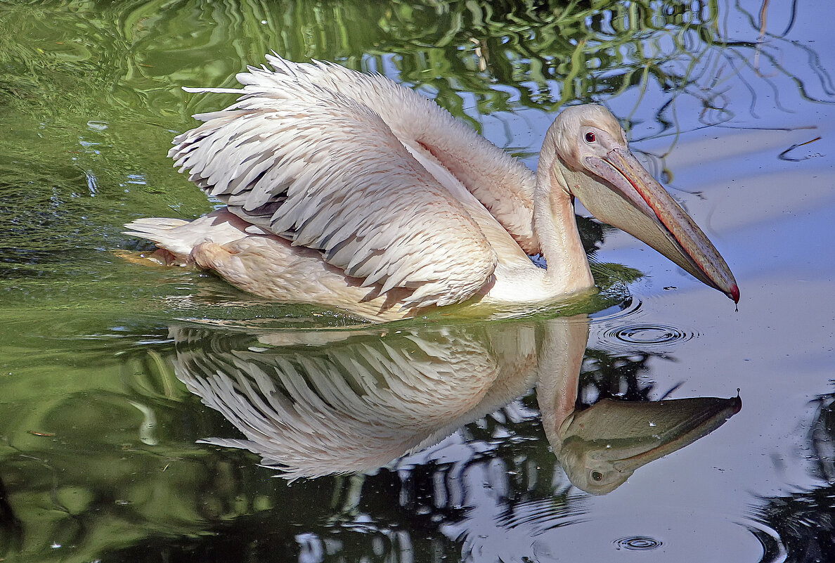***** - Андроник Александр 