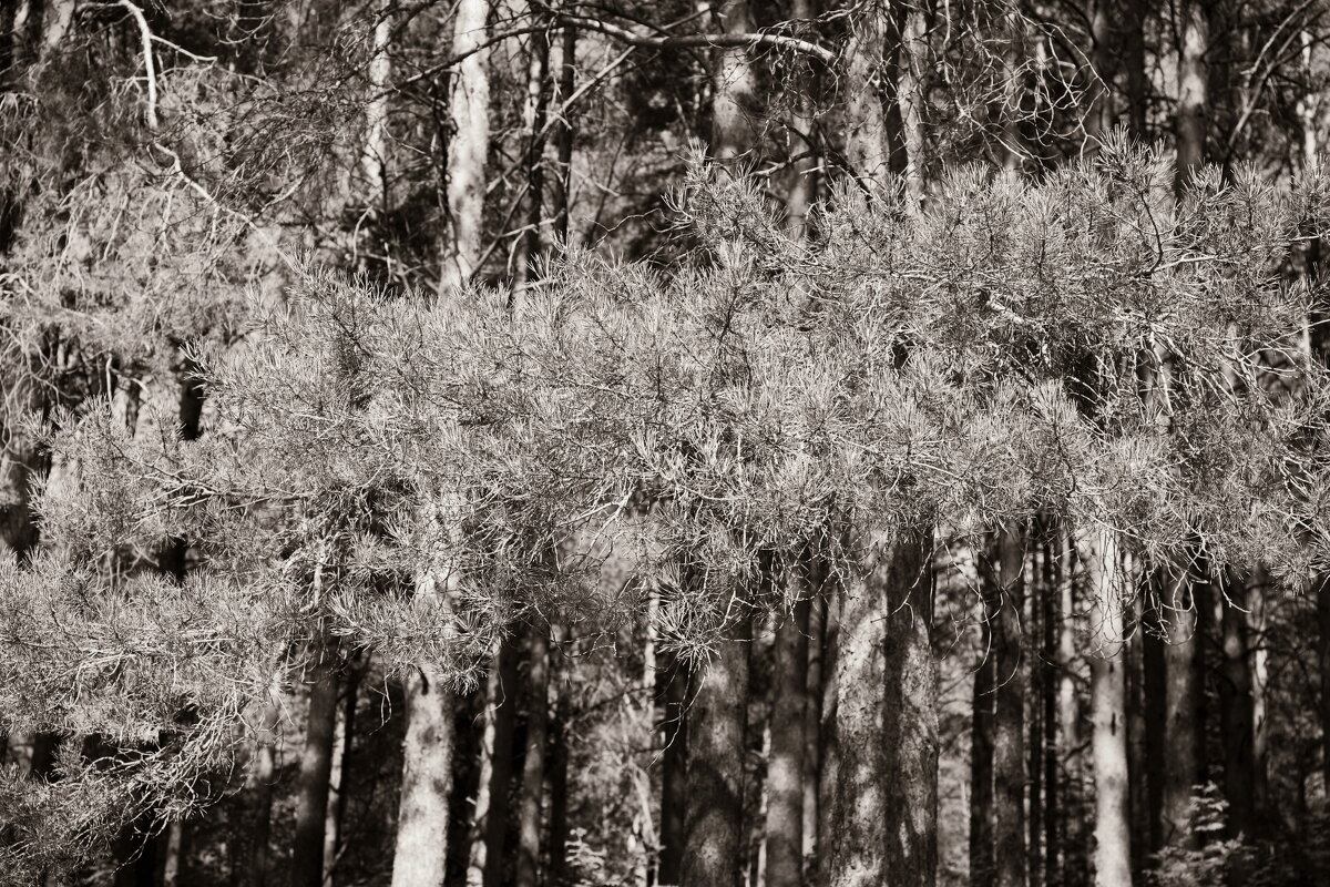 Фотография - Денис Безногов