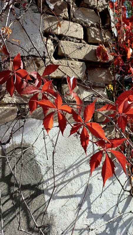 Красное на сером - Tina Kott