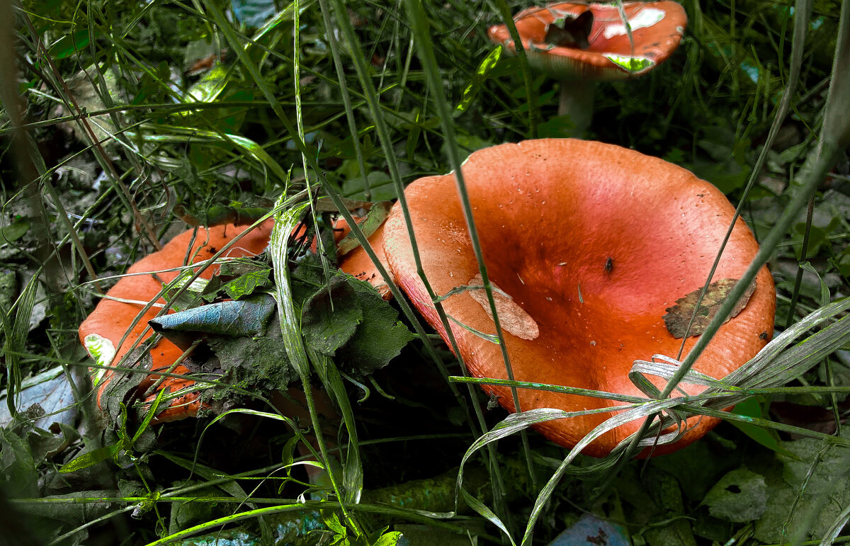 *** - Владимир Башко