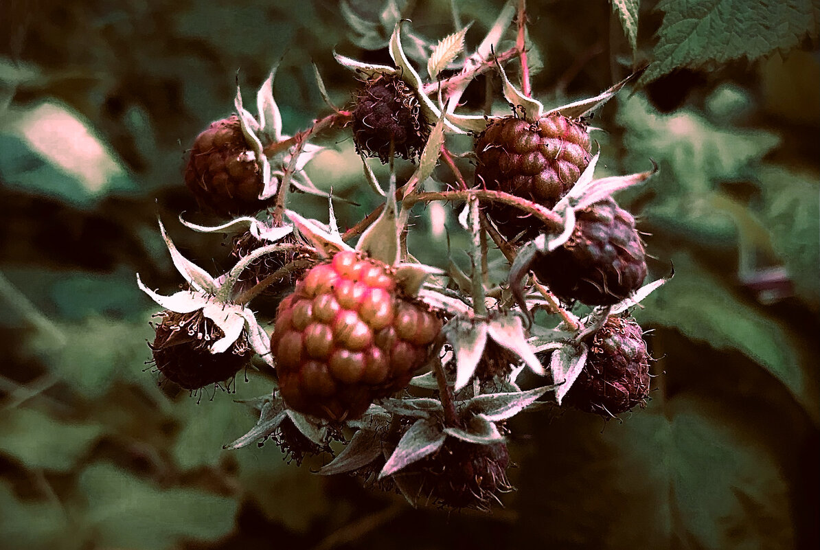 Ягода - Владимир Башко