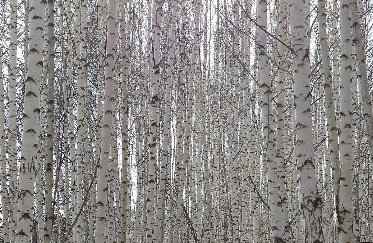 Березовое раздолье - Нина северянка