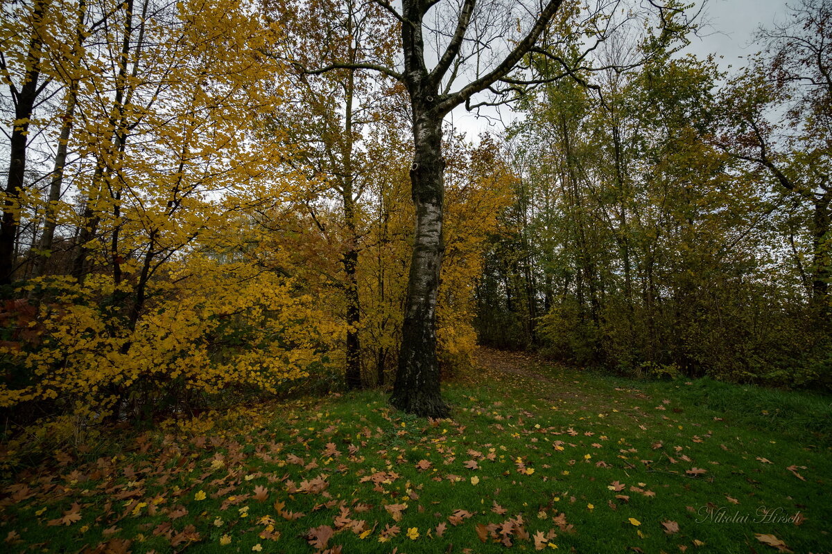 *** - Николай Гирш *** - Николай Гирш