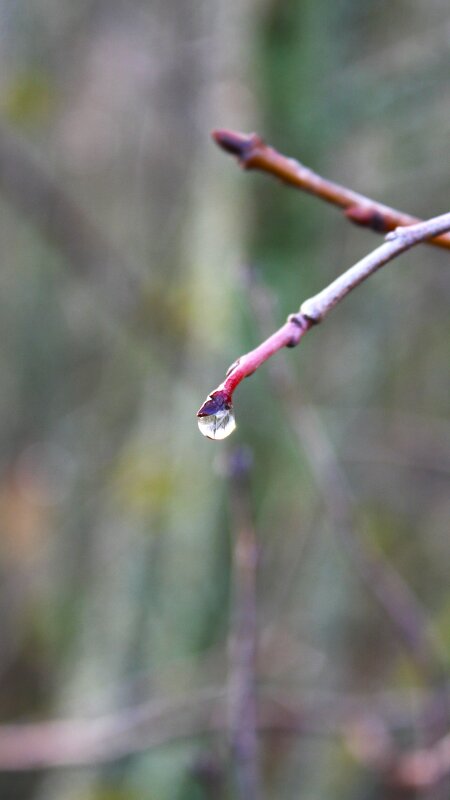 Капля - Жанна 