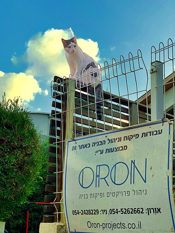 ГЛАВНЫЙ   ПО   НАДЗОРУ - Анатолий Малобродский