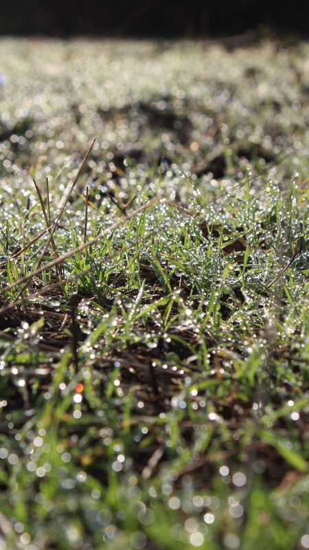 Росы - Жанна 