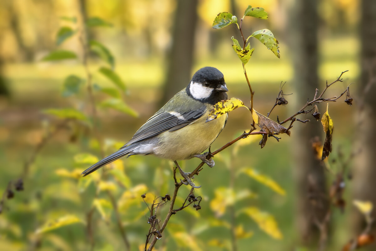 Про синиц - Владимир Колесников