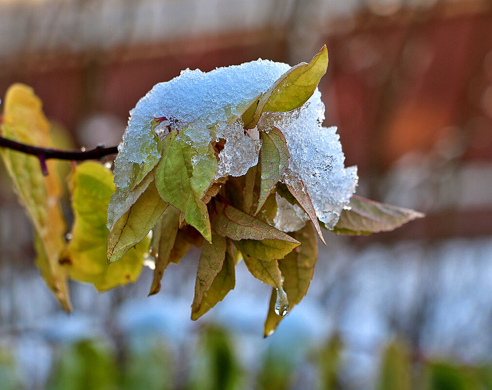 15 ноября - осень повстречалася с зимою... - Светлана 