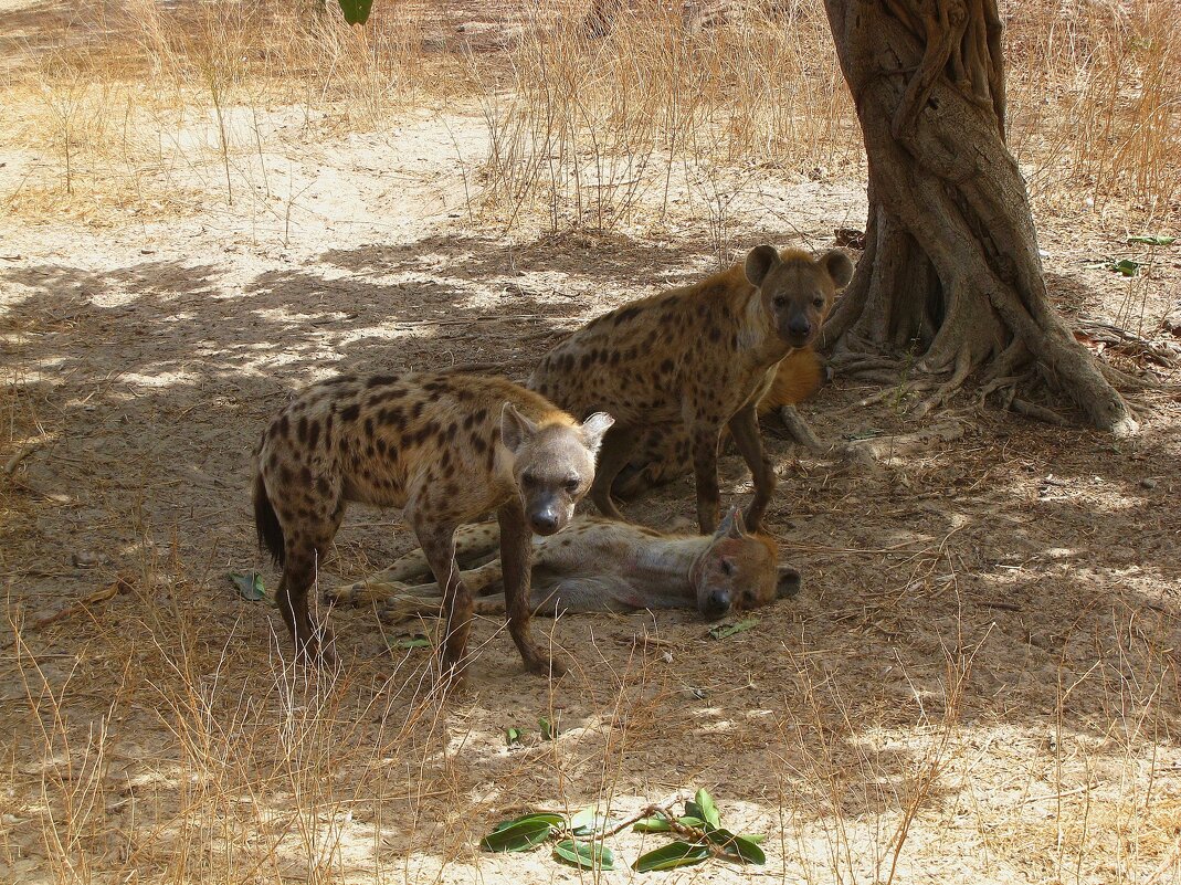 Пятнистые гиены, Гамбия. - unix (Илья Утропов)