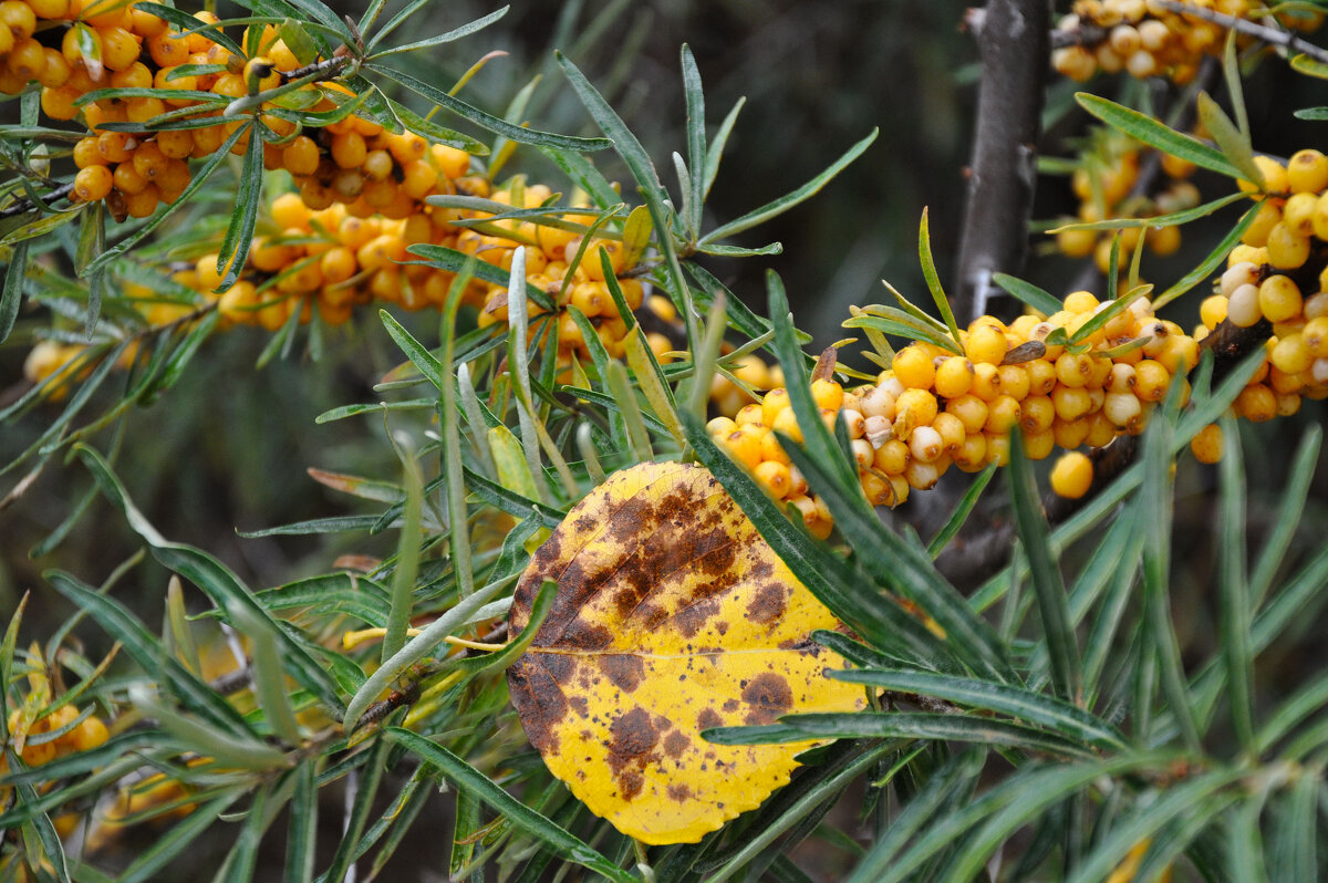 Облепиха в парке "Белый колодец" - Татьяна Машошина Облепиха в парке "Белый колодец" - Татьяна Машошина