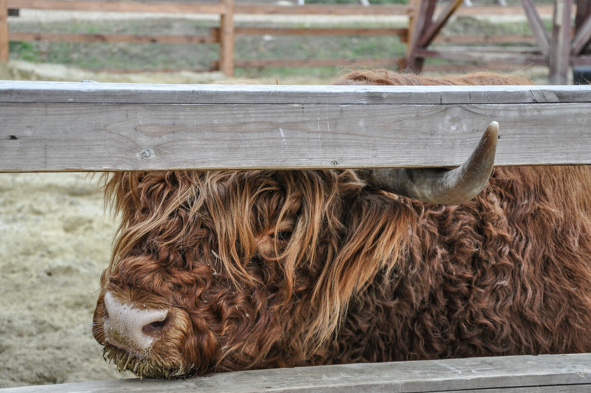 Брутальный шотландский бычок - Татьяна Машошина